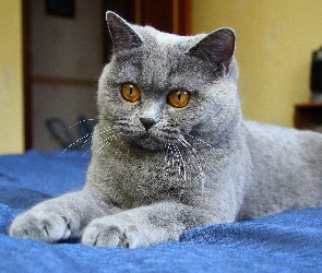Szary, Kot Brytyjski