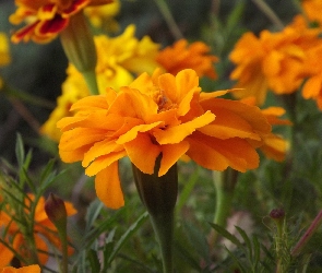Kwiat, Żółta, Aksamitka
