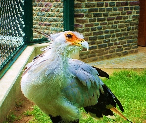 Ptak, Drapieżny, Sekretarz