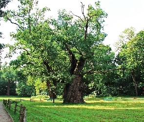 Park, Rogalin, Stare, Dęby