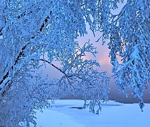 Ośnieżone, Zima, Drzewa