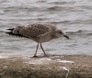 Morze, Plaża, Mewa, Srebrzysta