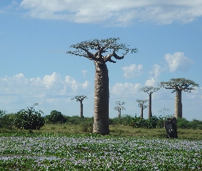 Baobab, Łąka