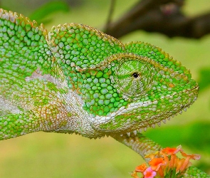 Zielony, Kameleon