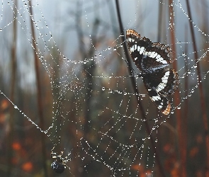 Sieć, Pająk, Motyl