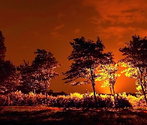Drzewa, Słońca, Zachód