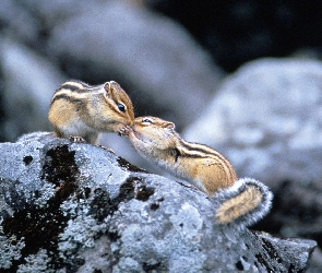 Dwa, Skały, Buziak, Chipmunki