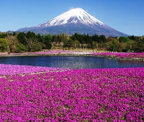 Wulkan, Japonia, Kwiatowy, Dywan