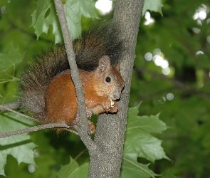 Wiewiórka, Liście, Drzewo