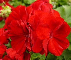 Kwiat, Geranium, Czerwone