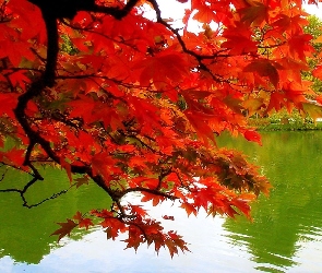 Drzewo, Woda, Jesień