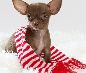 Szalik, Paski, Chihuahua