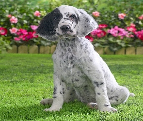 Kwiaty, Trawa, Pointer, Łatka