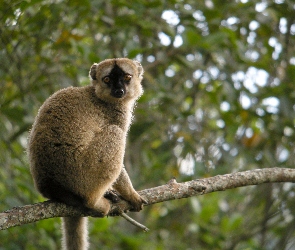 Gałąz, Lemur