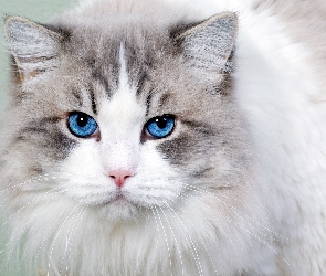Niebieskie, Oczy, Kot