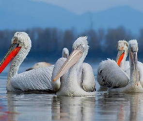 Las, Góry, Pelikany, Jezioro