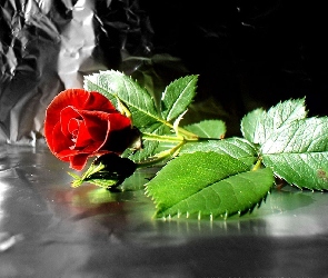 Piękna, Kontrast, Róża, Czerwona