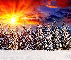 Zima, Śnieg, Słońca, Zachód, Promienie, Świerki