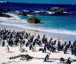 Pingwiny, Wybrzeże, Plaża, Morze