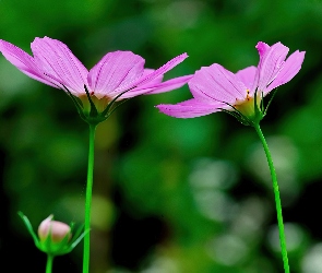 Kosmea, Płatki, Kwiaty, Fioletowe