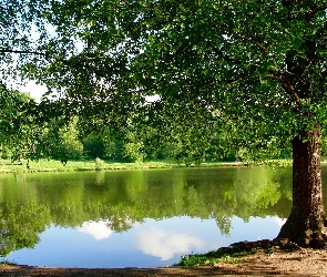 Park, Drzewa, Jezioro