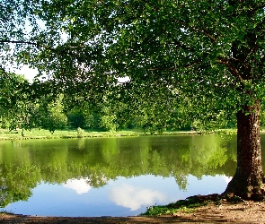 Jezioro, Drzewa, Park