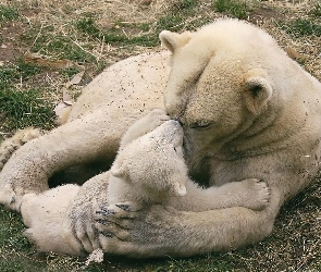 Miś, Małe, Mama