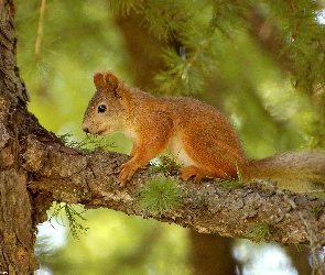Wiewiórka, Drzewo, Las