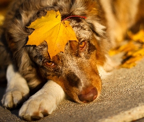 Australian shepherd, Liść, Owczarek australijski