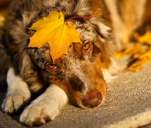 Owczarek australijski, Liść, Australian shepherd