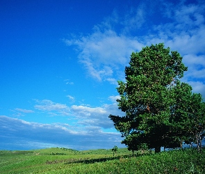 Niebo, Błękitne, Drzewa, Chmury