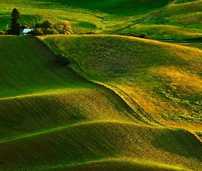 Zielone, Pola, Wzgórza, Pofalowane