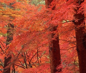 Las, Drzewa, Kolorowe, Jesień