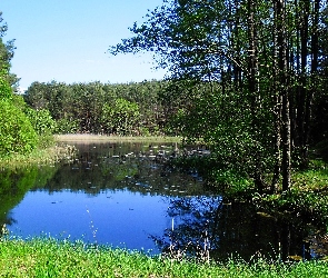 Wiosna, Jezioro, Drzewa