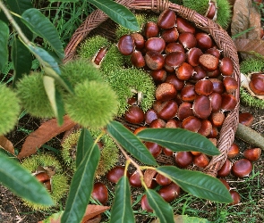 Kasztany, Owoce, Jadalne