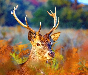 Głowa, Poroże, Jeleń