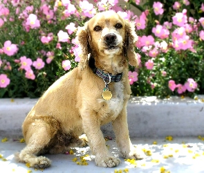 Cocker Spaniel, Kwiatki, Szczeniak