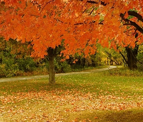 Jesień, Liście, Park