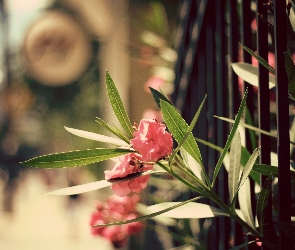 Kwiat, Kraty, Różowy