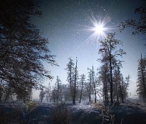 Słońce, Niebo, Las, Drzewa