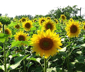 Słoneczników, Kwiaty, Uprawa