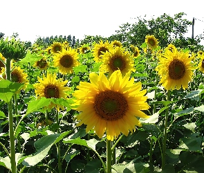 Uprawa, Kwiaty, Słoneczników