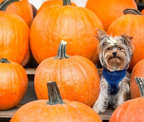 Kokardka, Dynie, Yorkshire Terrier