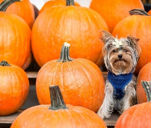 Yorkshire Terrier, Dynie, Kokardka