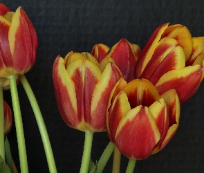 Tulipany, Kolorowe