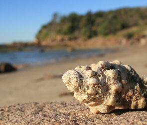 Morze, Niebo, Plaża, Muszla