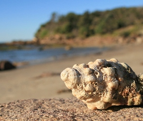 Plaża, Morze, Niebo, Muszla