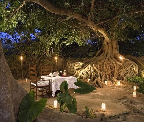 Restauracja, Drzewo