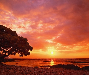 Drzewo, Zachód Słońca, Morze