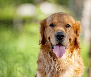 Golden, Retriever, Pies